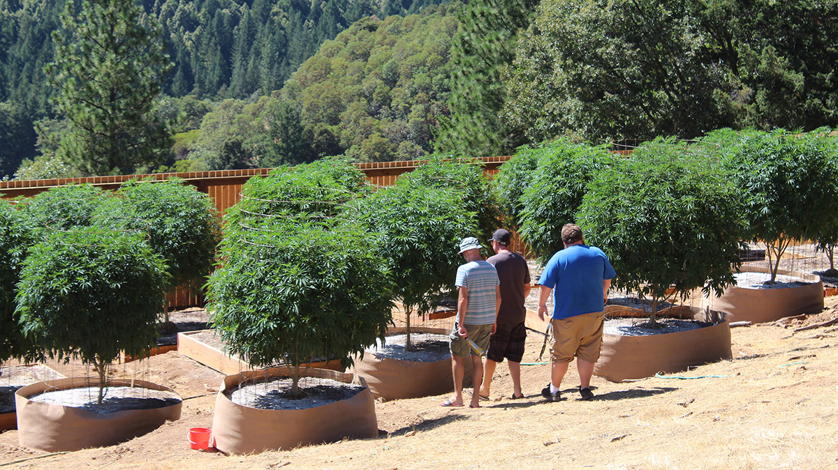 Five Cannabis Innovations in Northern California Freedom Leaf